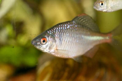 Bitterling Fish