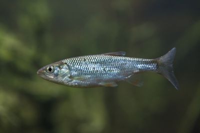 Bleak Fish