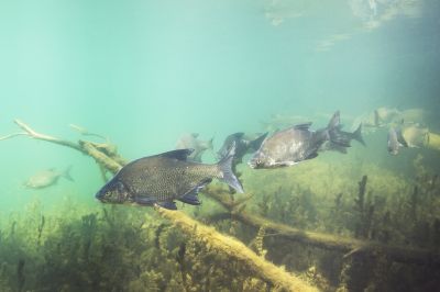 The Bronze Bream