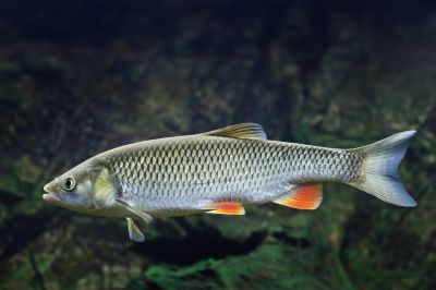 The Chub fish
