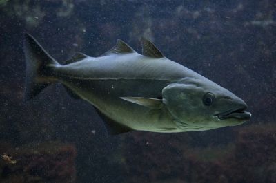 The Coalfish