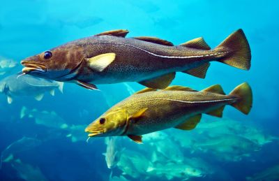 The Cod fish