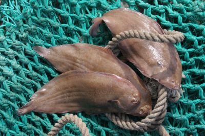 The Dab fish