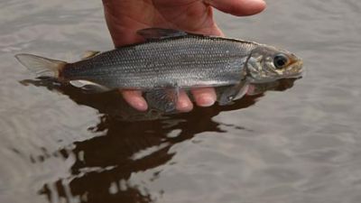 The Gwyniad fish