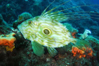 The John Dory Fish