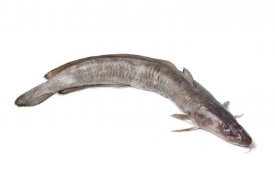 The Ling fish