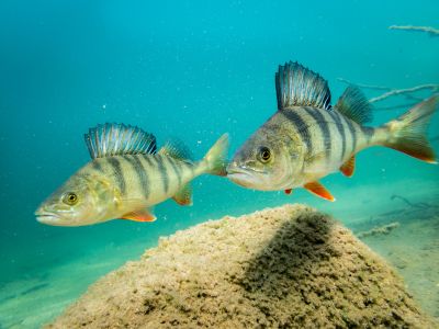 The Perch