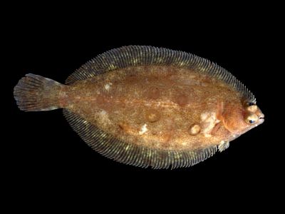 The Sole Fish