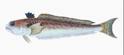 The Weever fish