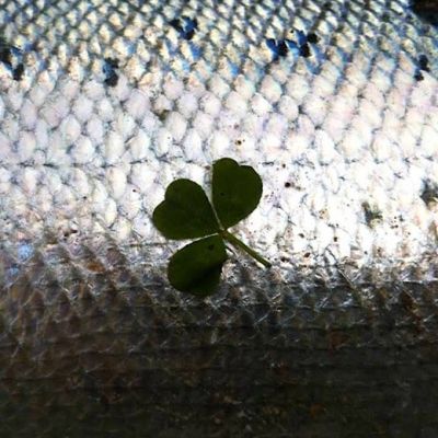 Pêche du saumon et truite fario en rivière 