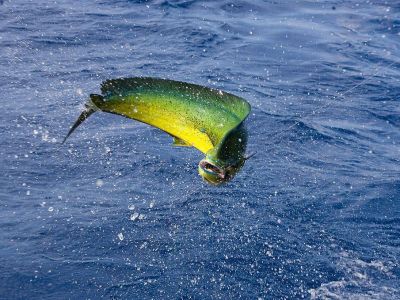 Trolling for Mahi Mahi