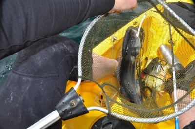 Fishing bass with soft lures