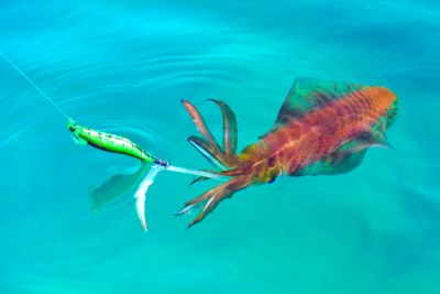 Fishing squid with jig on board