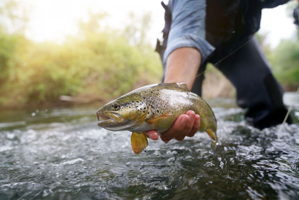 Brown Trout