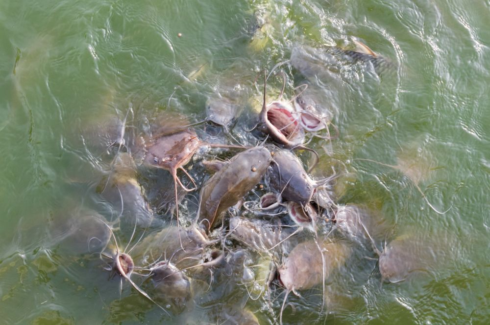 The Bullhead fish