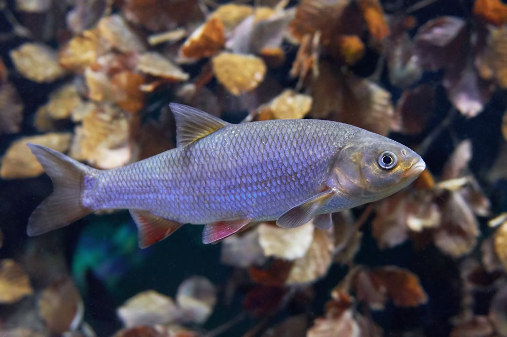 The Ide fish
