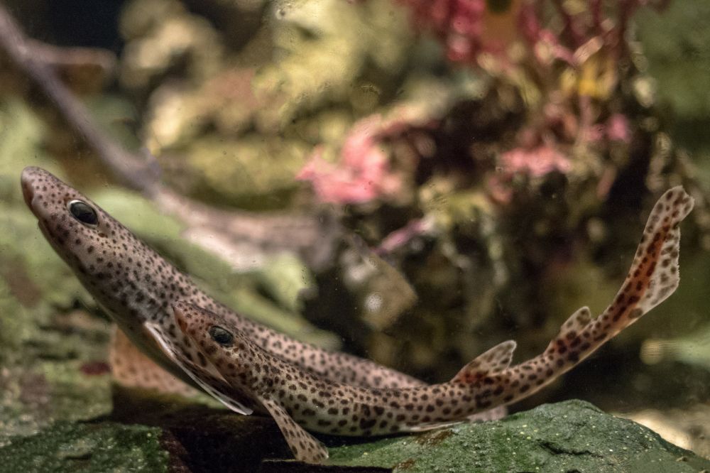The Lesser Spotted Dogfish