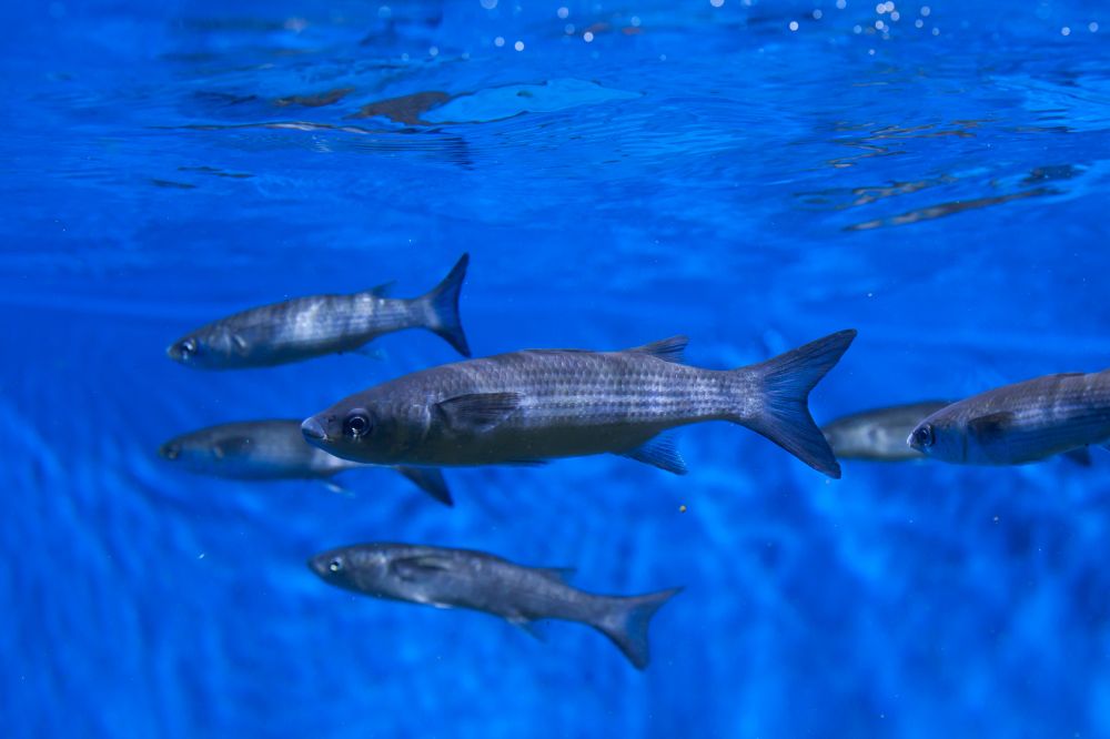 The Mullet fish