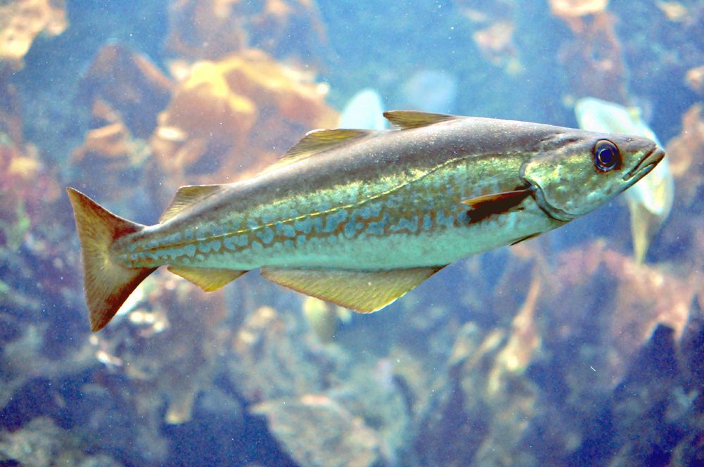 The Pollack fish