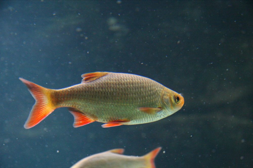 The Rudd fish