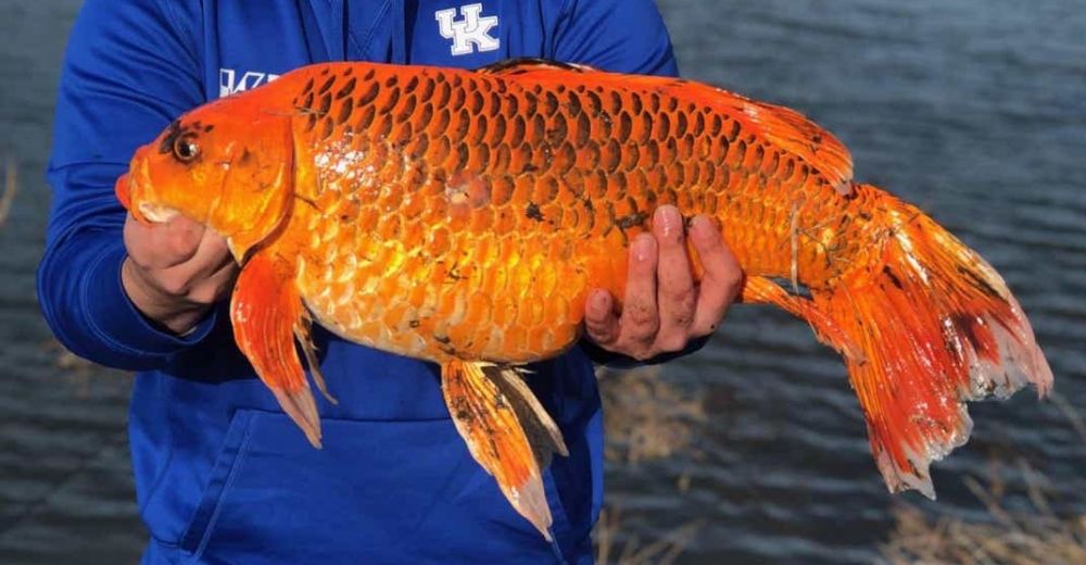 The Goldfish