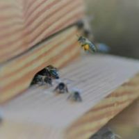 Guillaume Bouchaudon