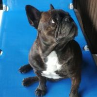 Jean-Pierre Poncelet