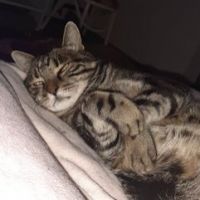 Christophe Treillard